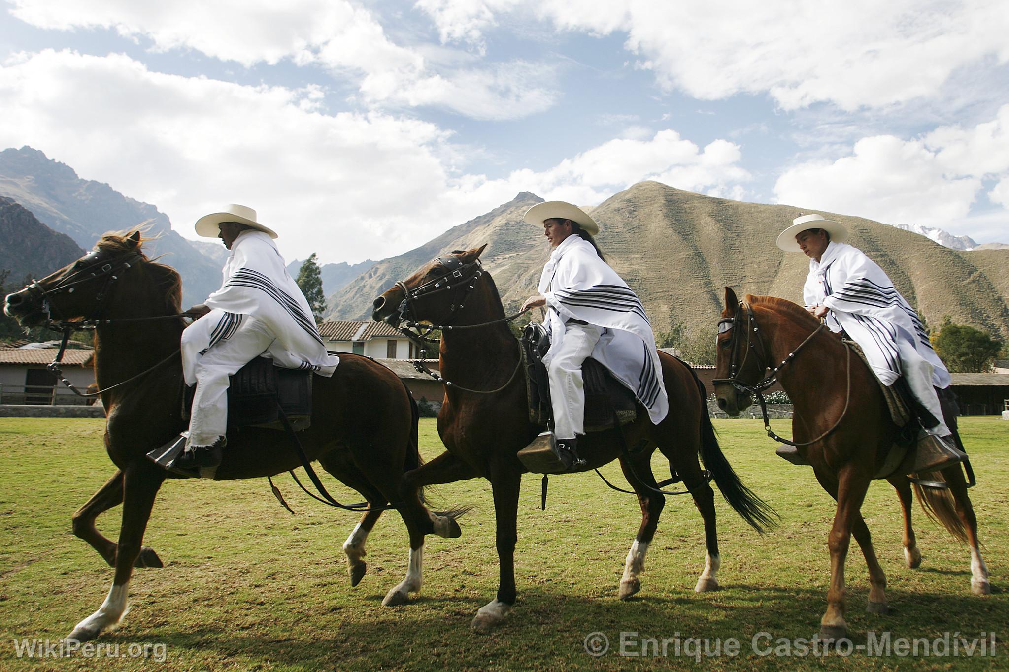 Peruvian Paso horse