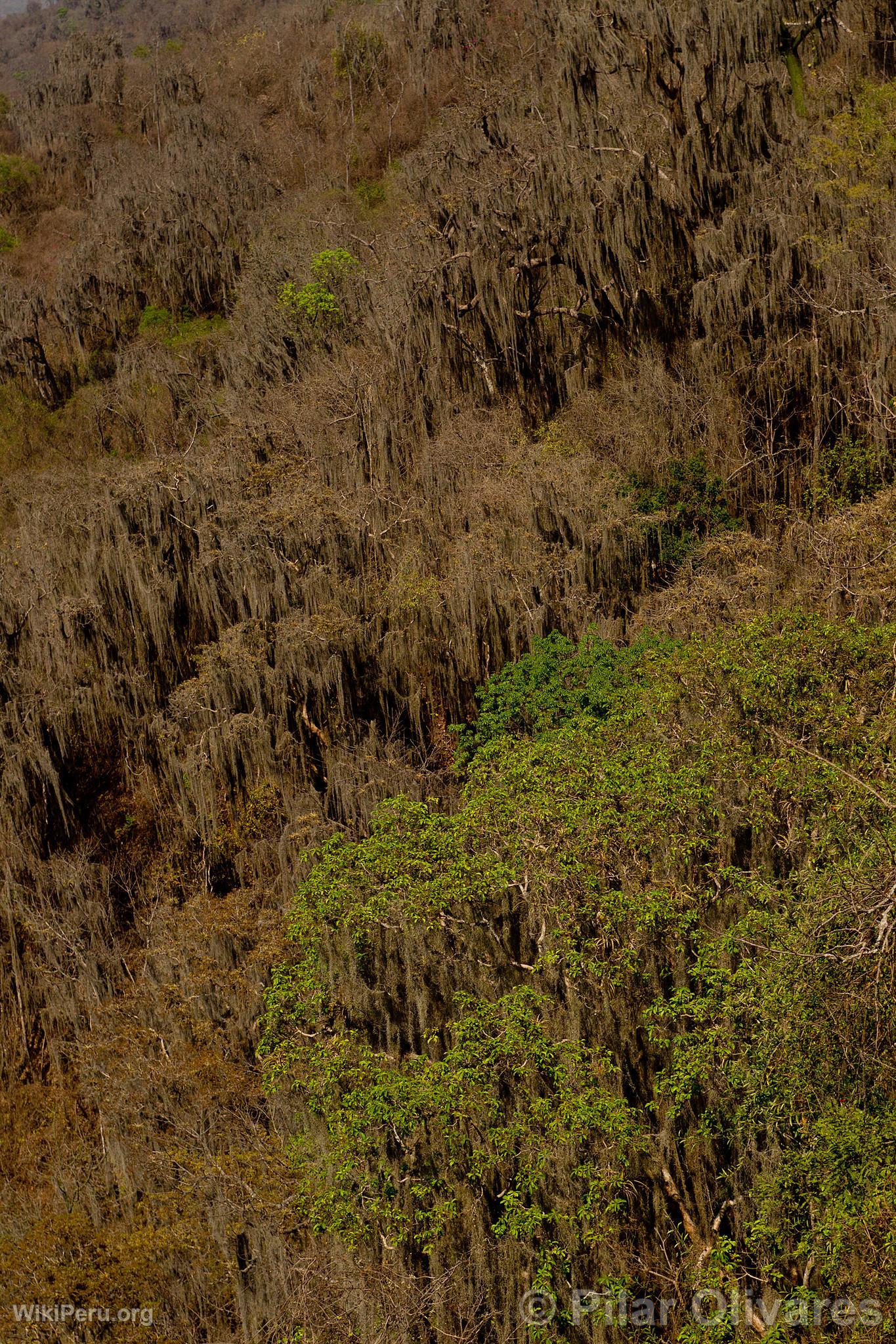 Cerros de Amotape National Park