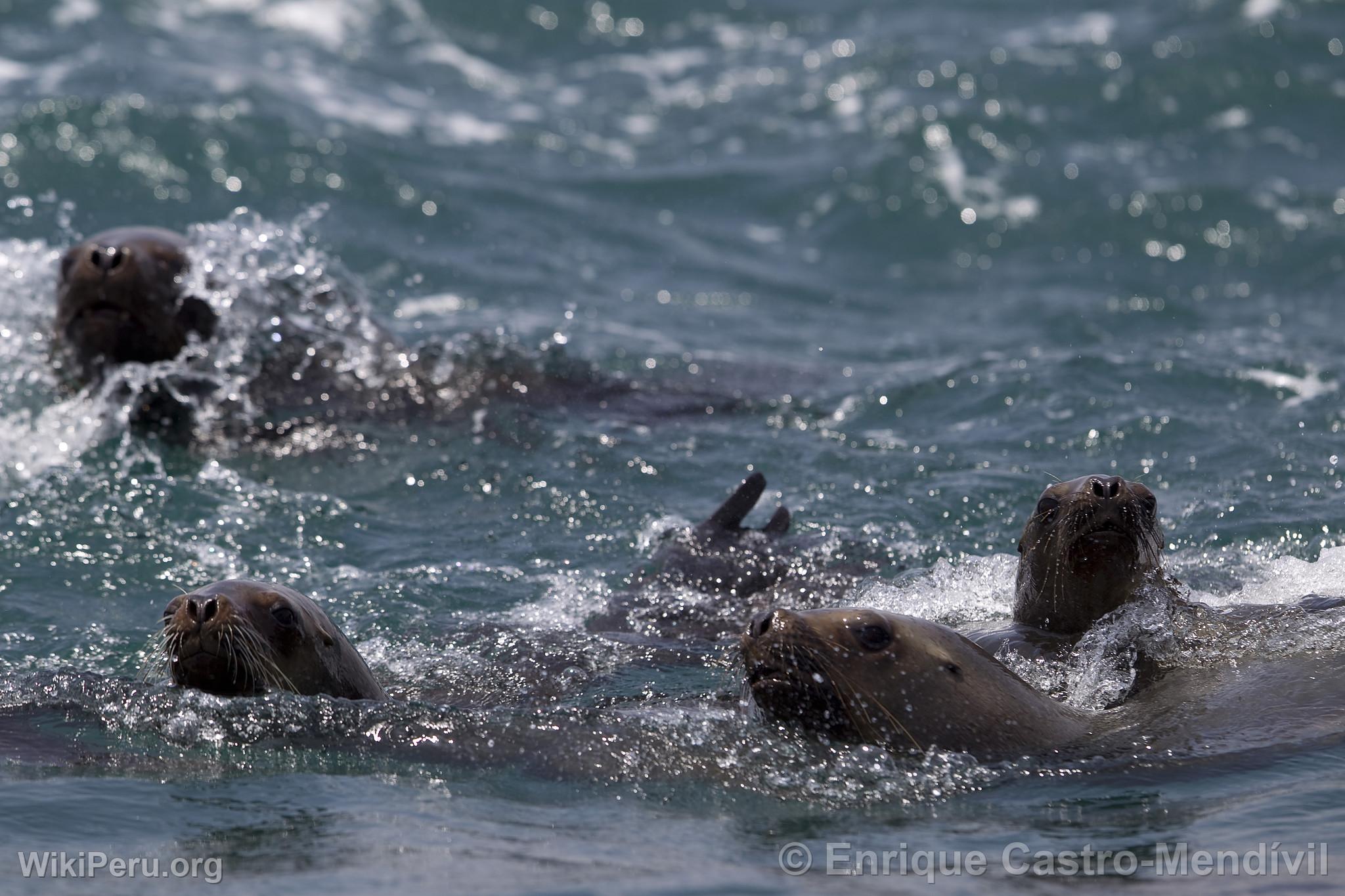 Sea Lions on Asia Island