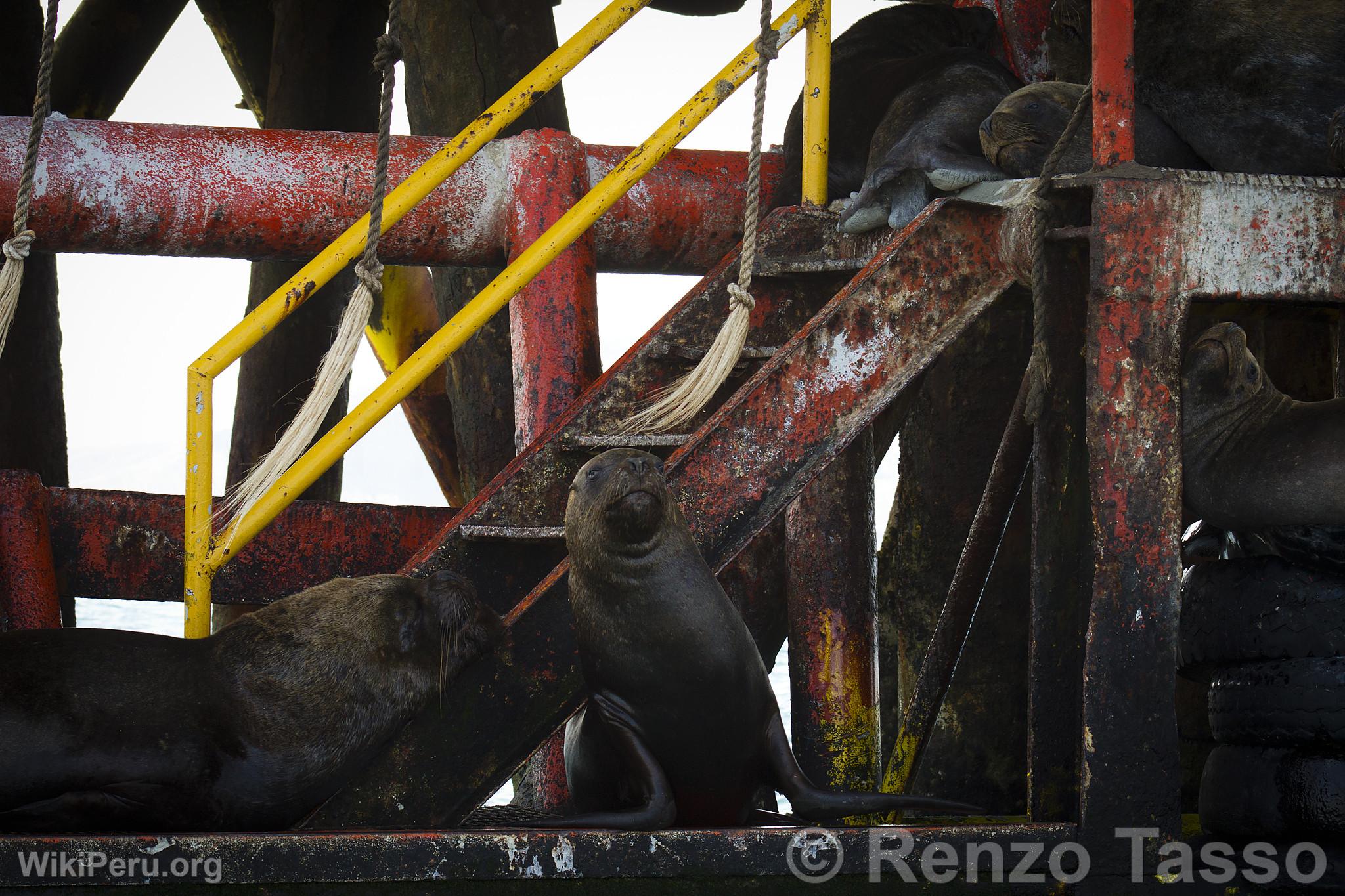 Sea Lions