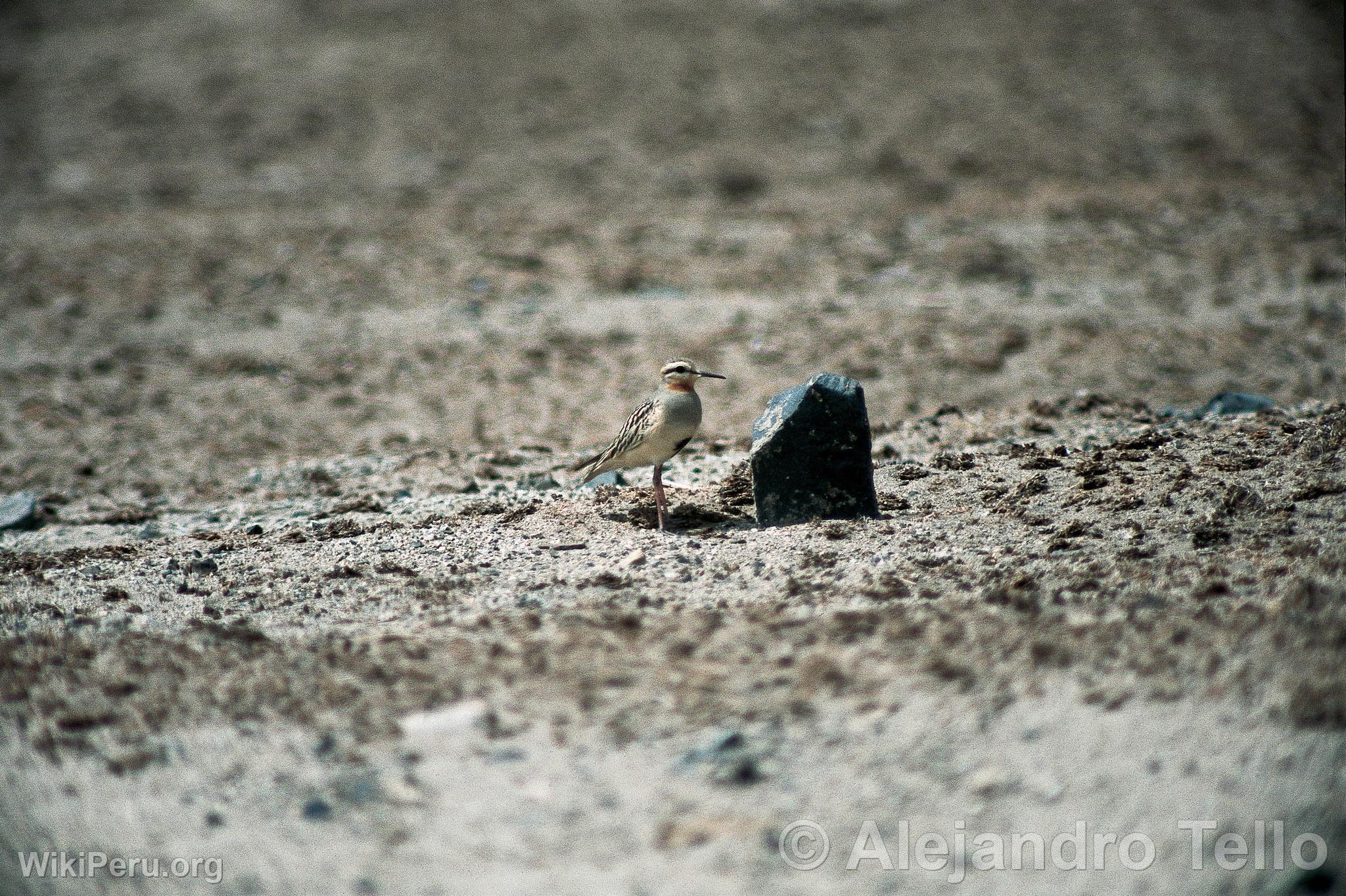 Field Plover