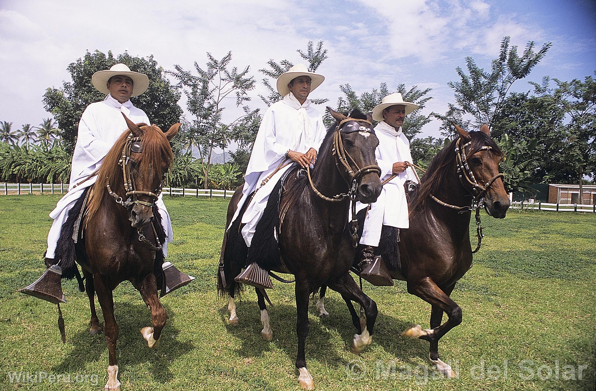 Paso Horses in Motupe