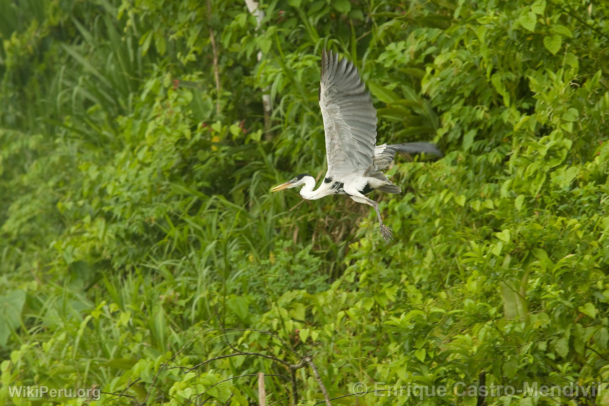 Cuca or Ash-colored Heron