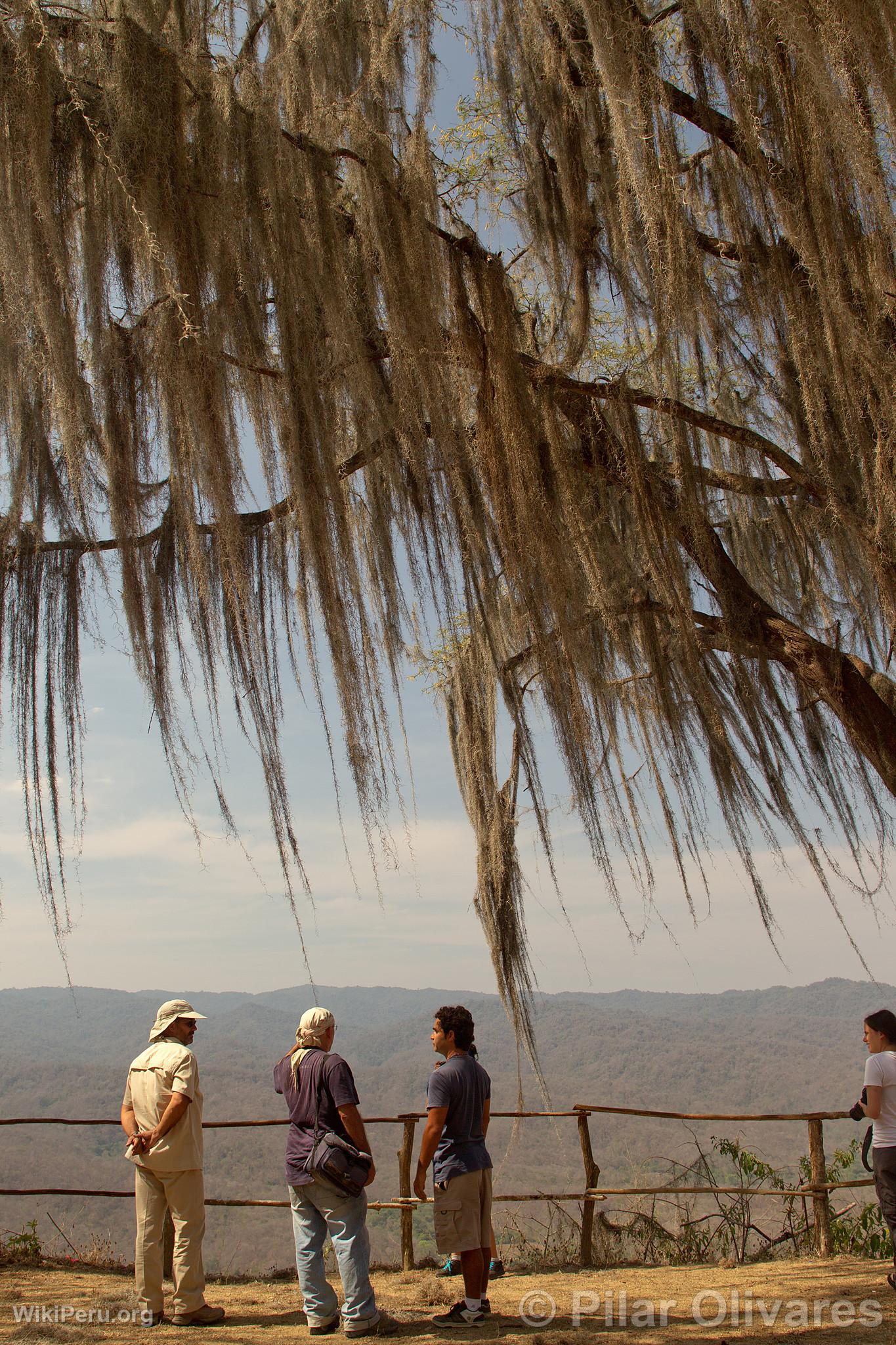 Tourists at Cerros de Amotape