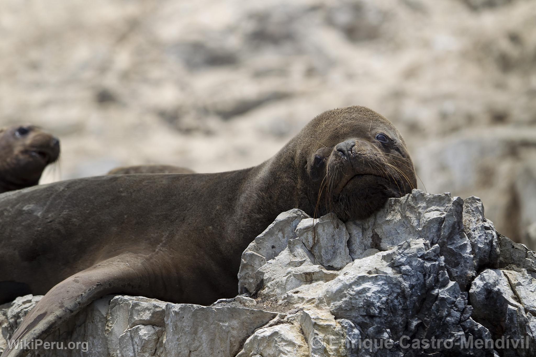 Sea Lions on Asia Island