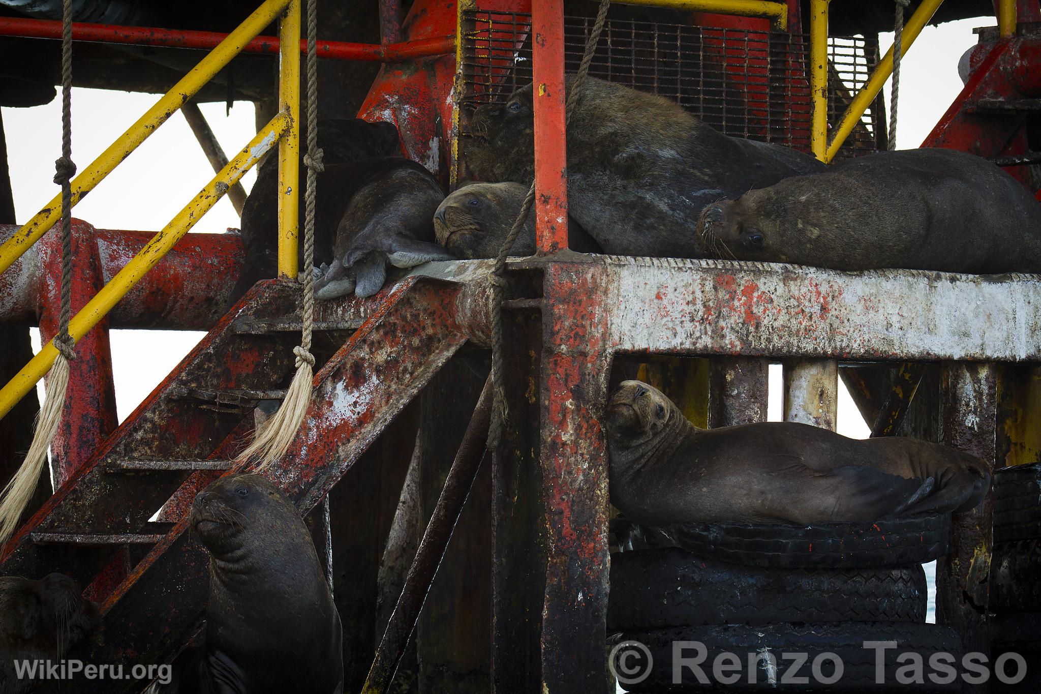 Sea Lions