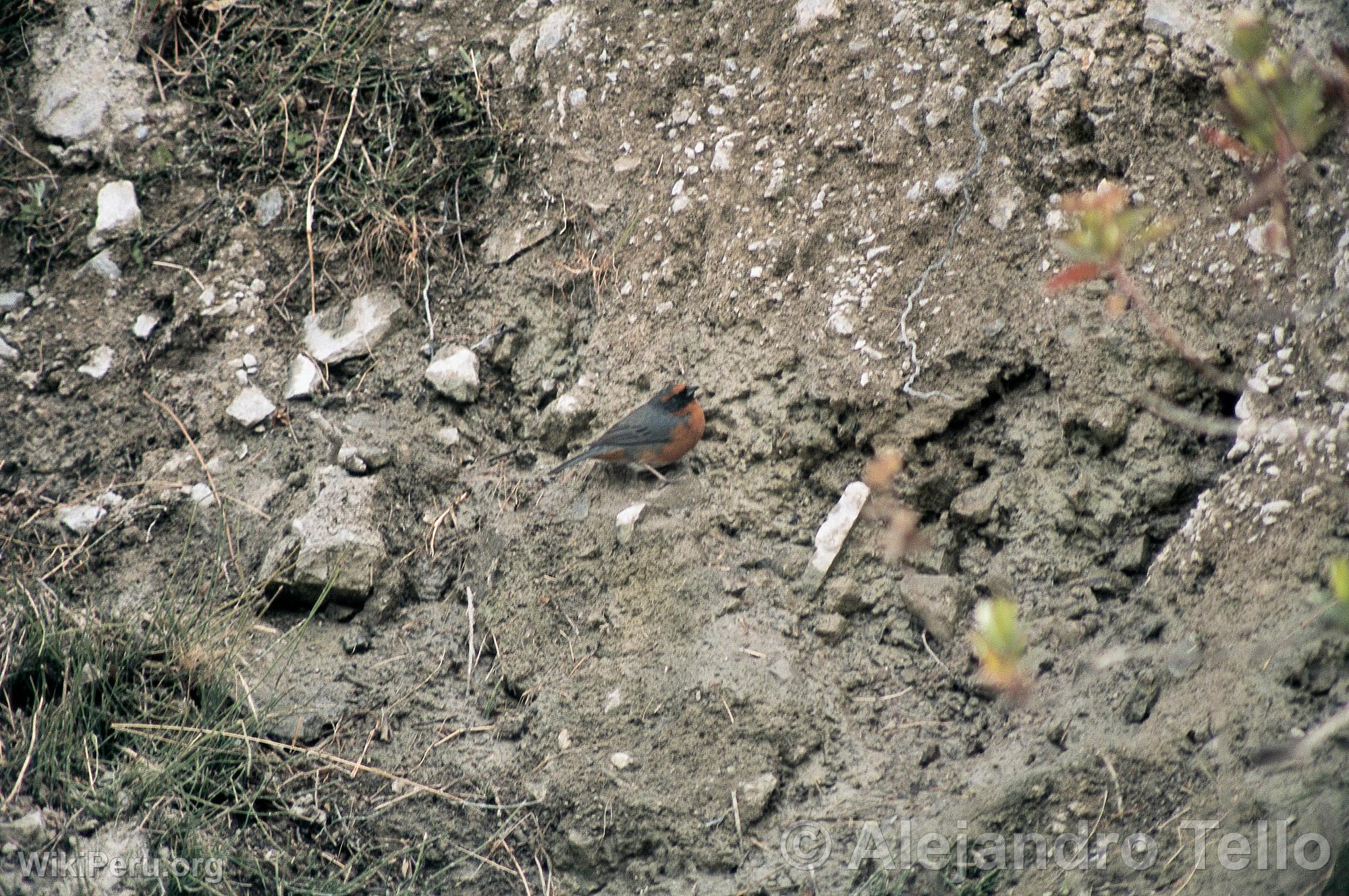 Rufous-Breasted Warbling Finch