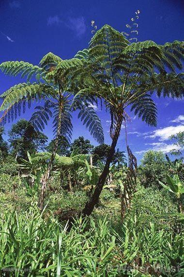 Tree Fern