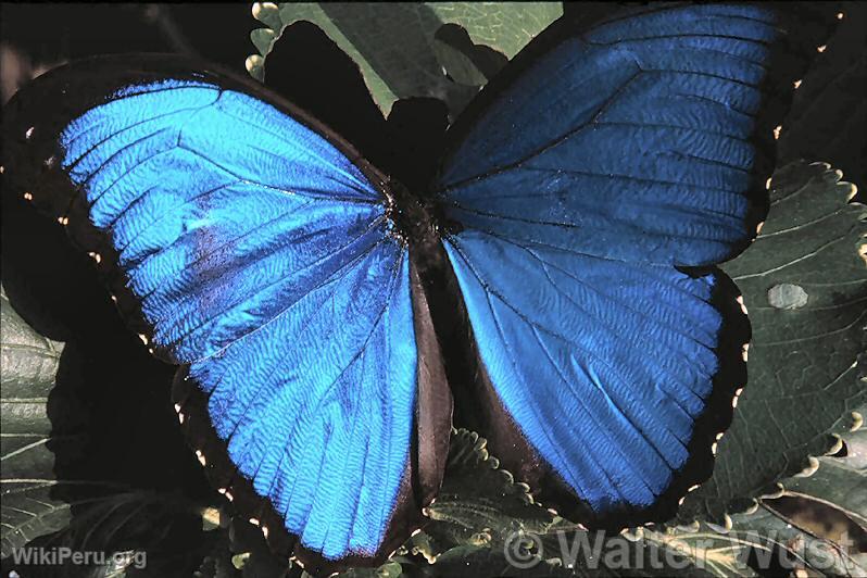 Morpho Butterfly (Morpho menelao)