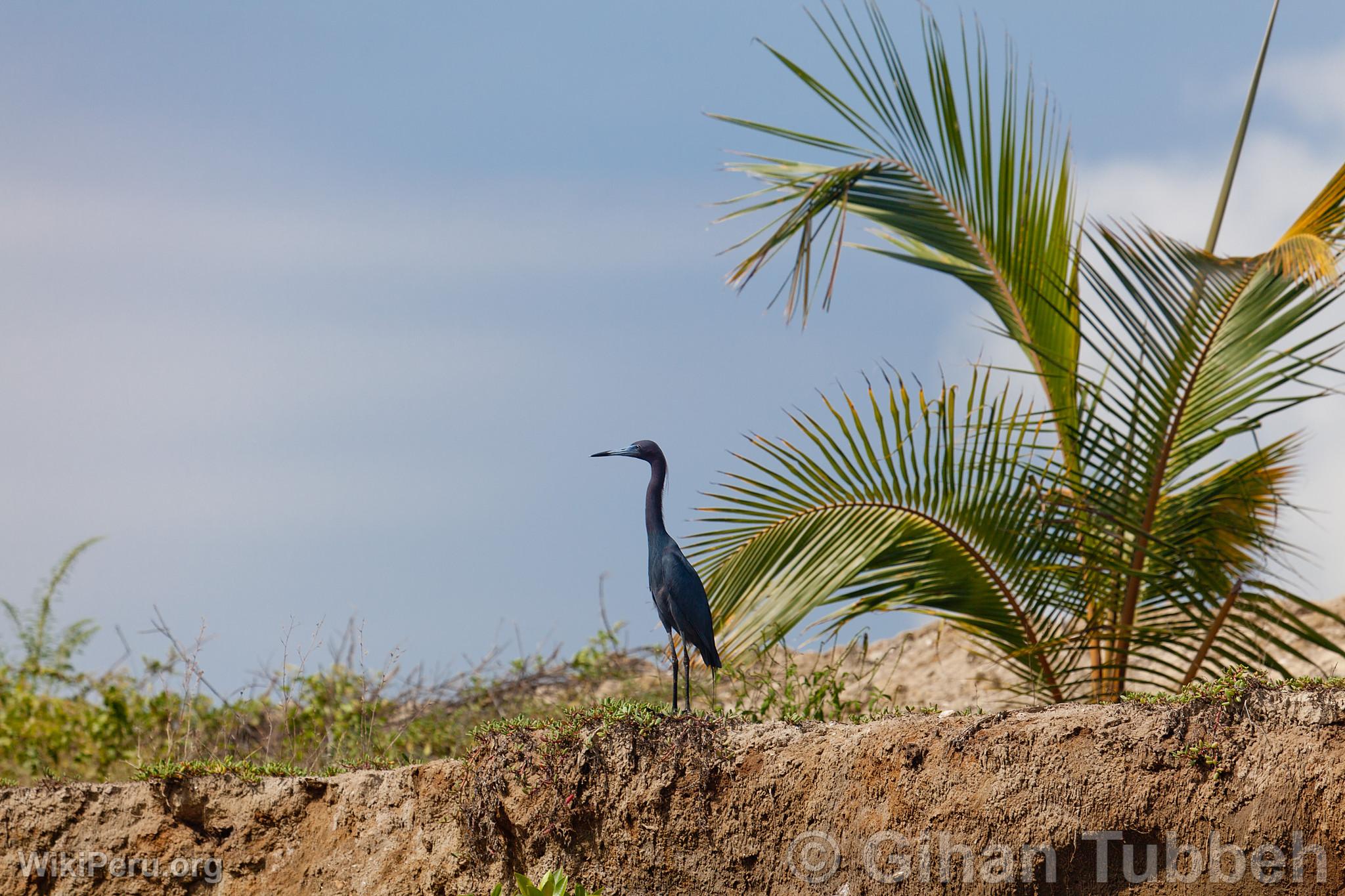 Heron of Tumbes