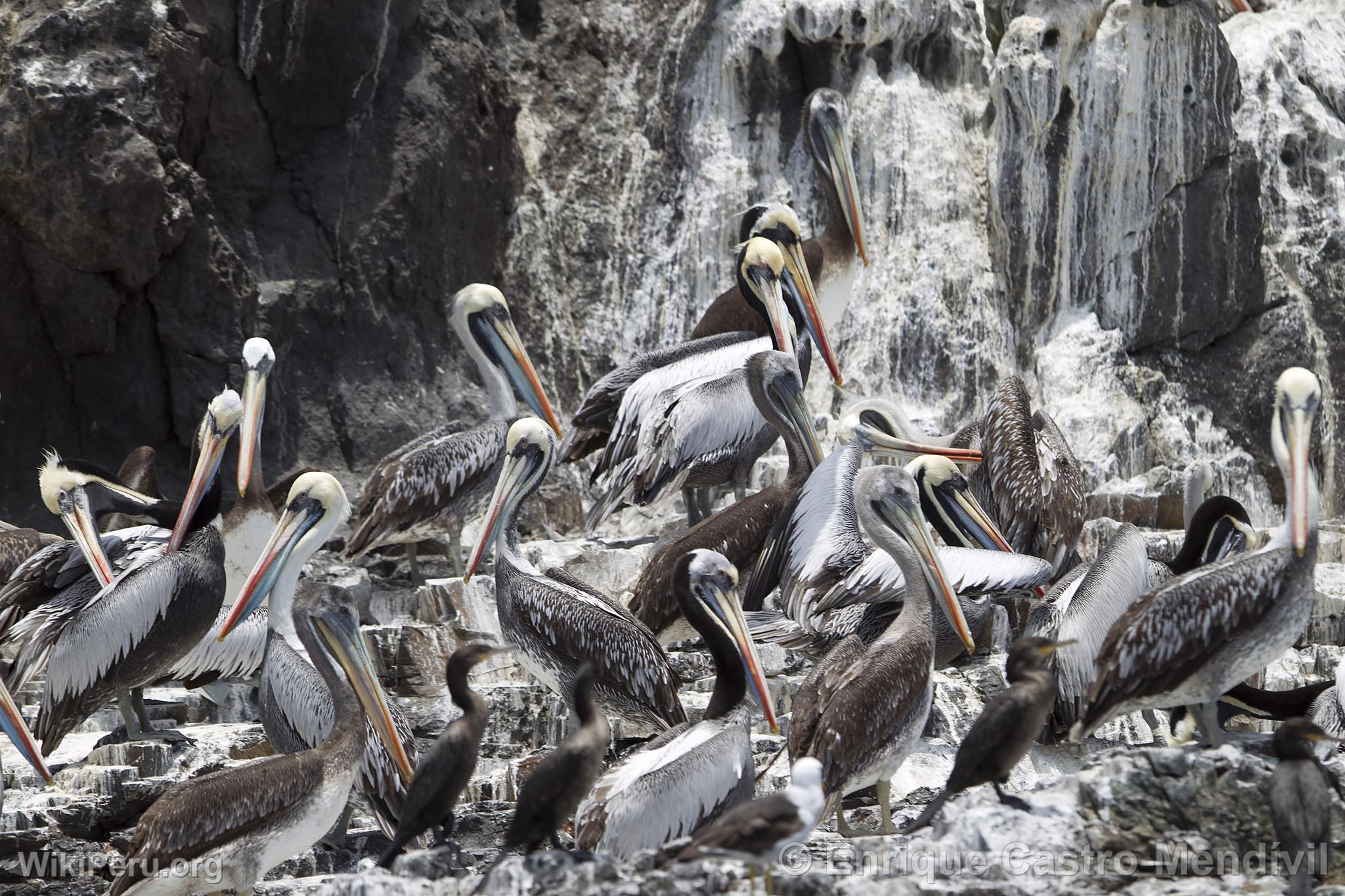 Pelicans on Asia Island