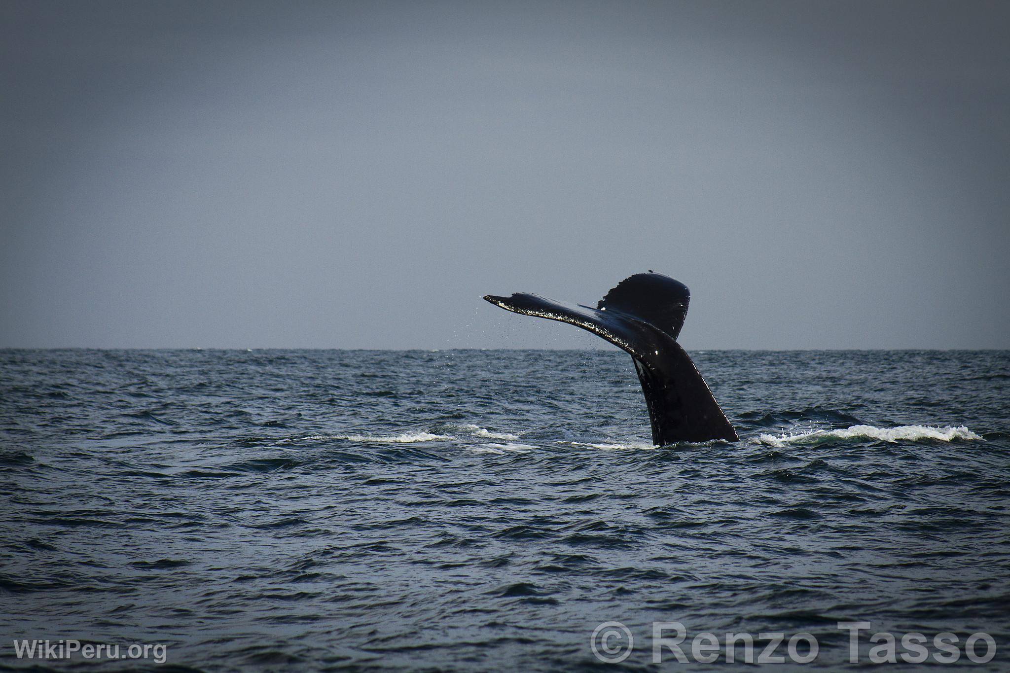 Whale Watching