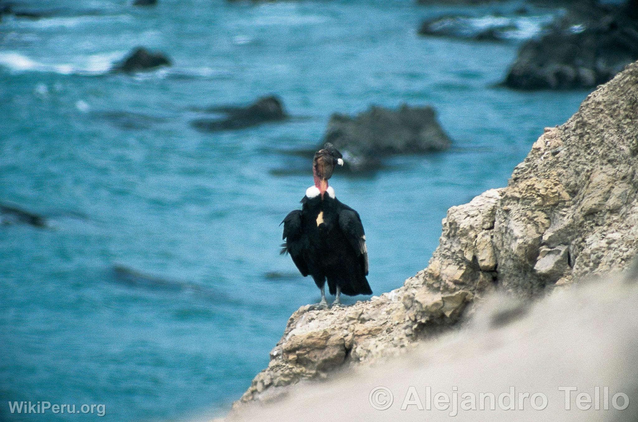 Andean Condor in San Fernando Bay