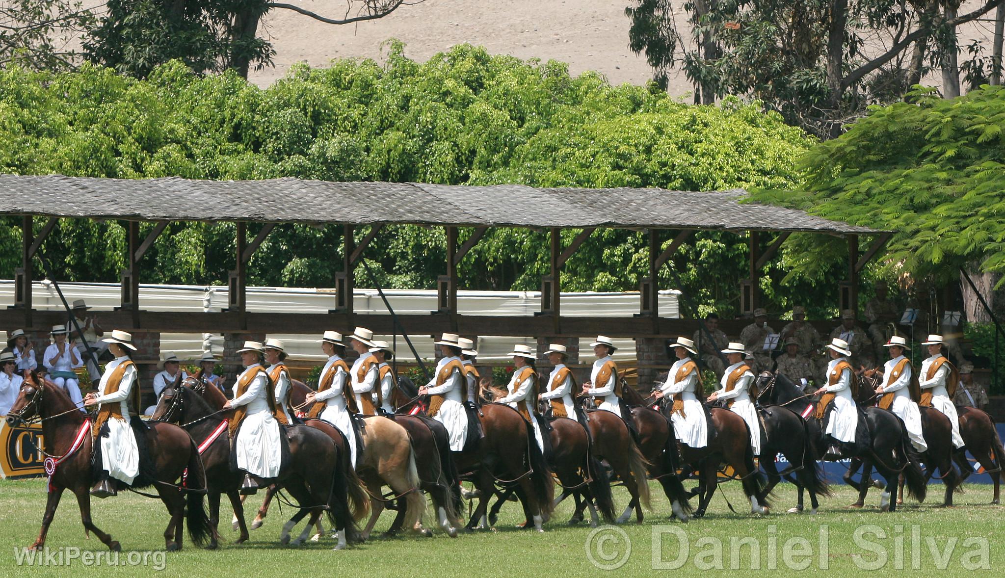 Peruvian Paso Horse Show