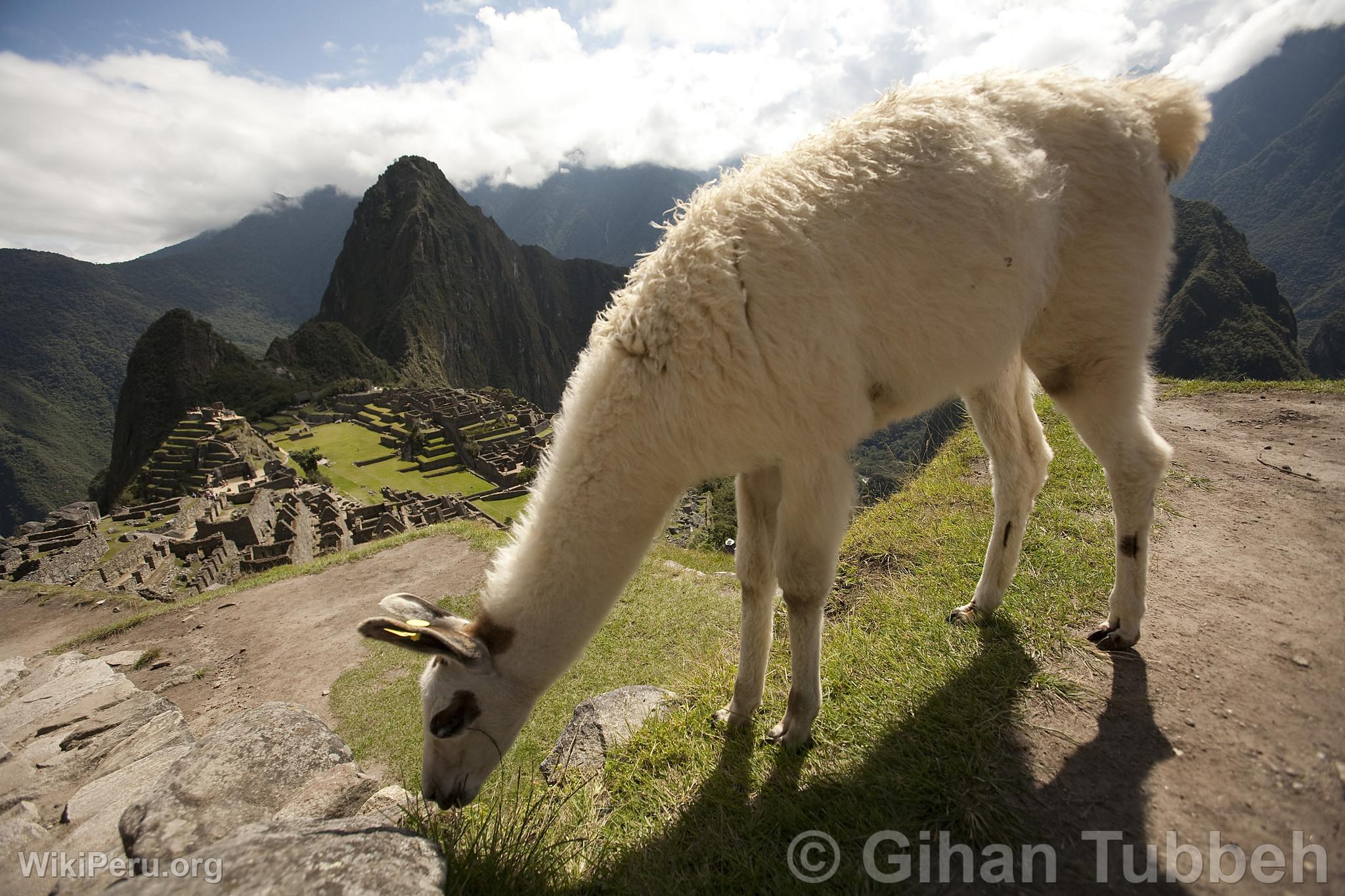 Citadel of Machu Picchu