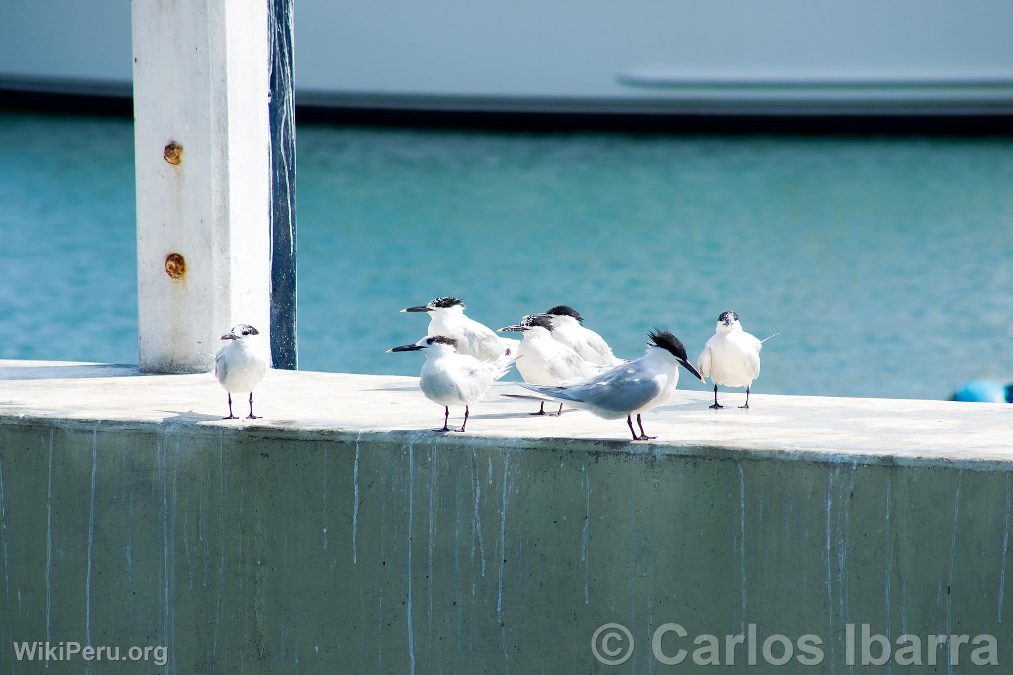 Sandwich Terns in Callao