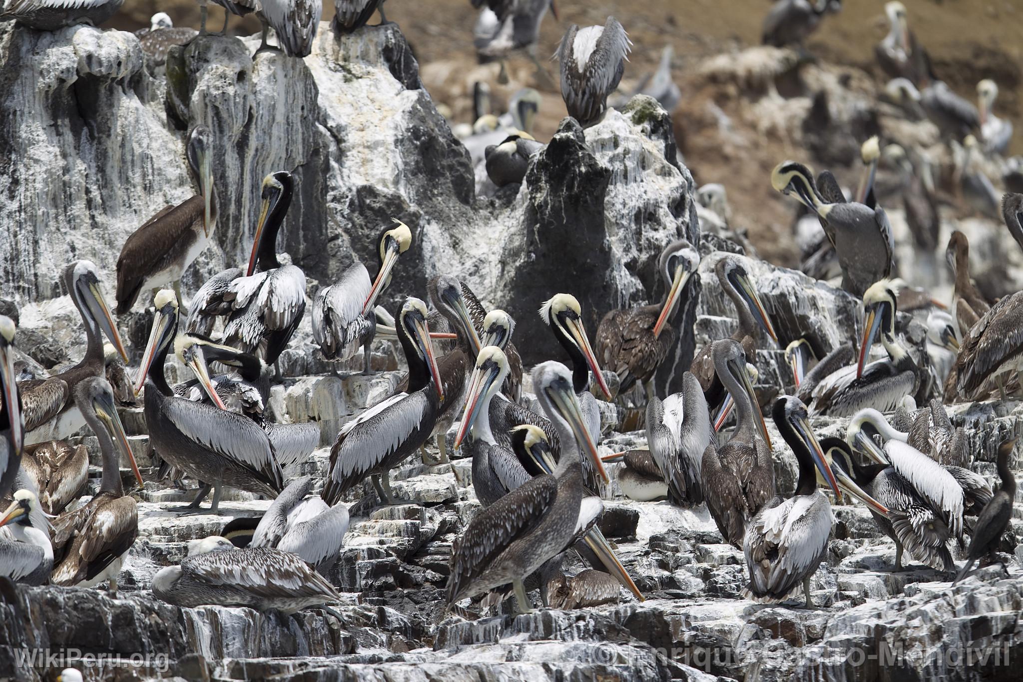 Pelicans on Asia Island