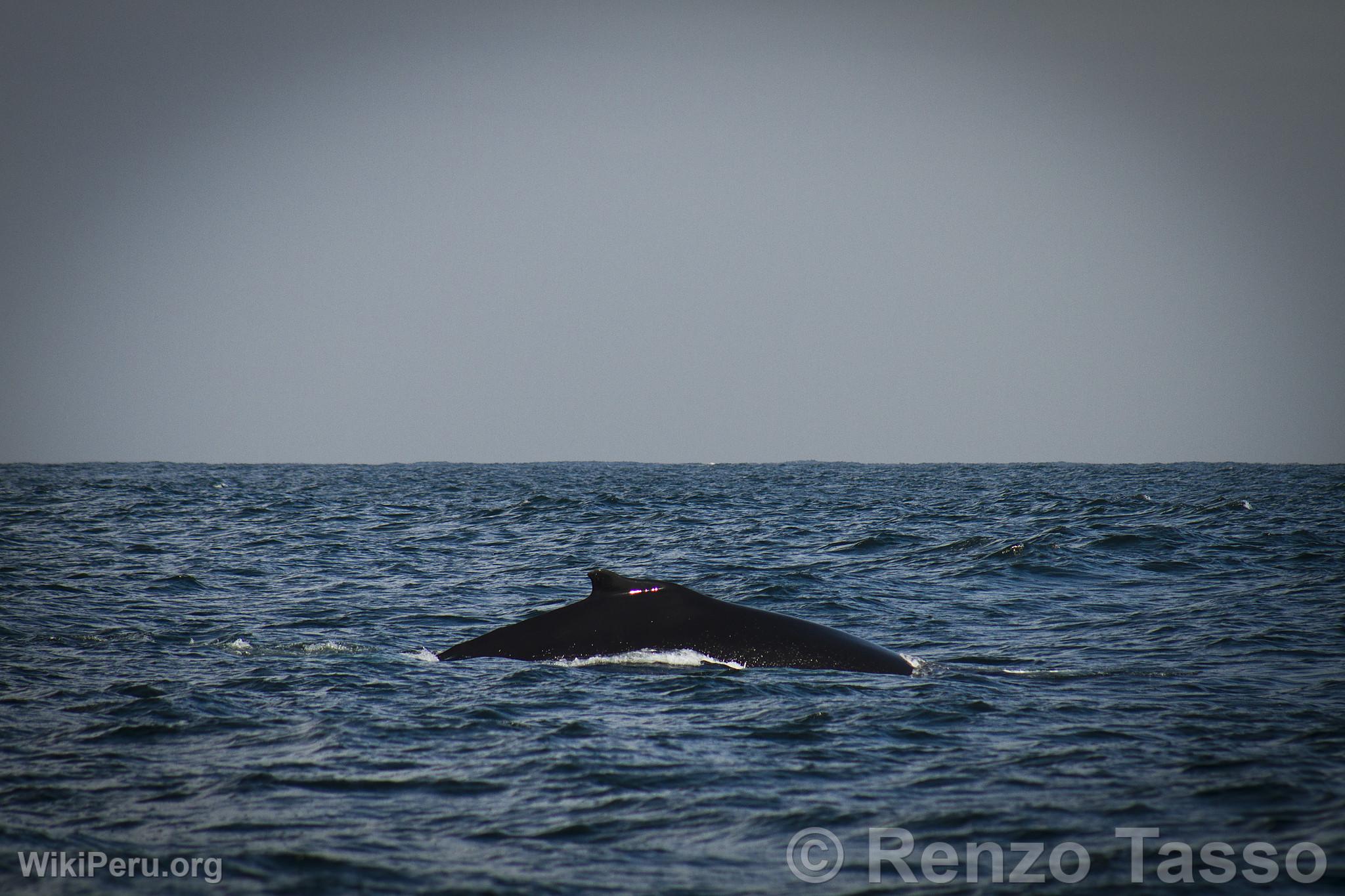 Whale Watching