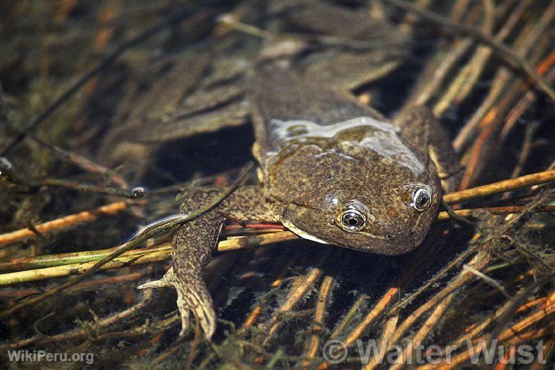 Frog of the Junn Lake