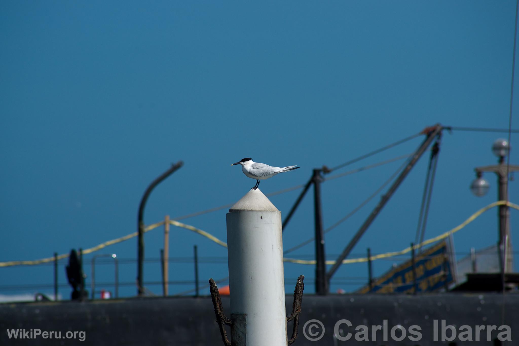 Sandwich Tern in Callao