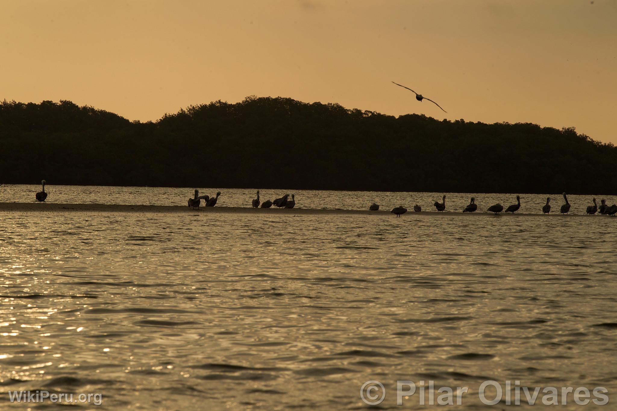 Tumbes Mangroves