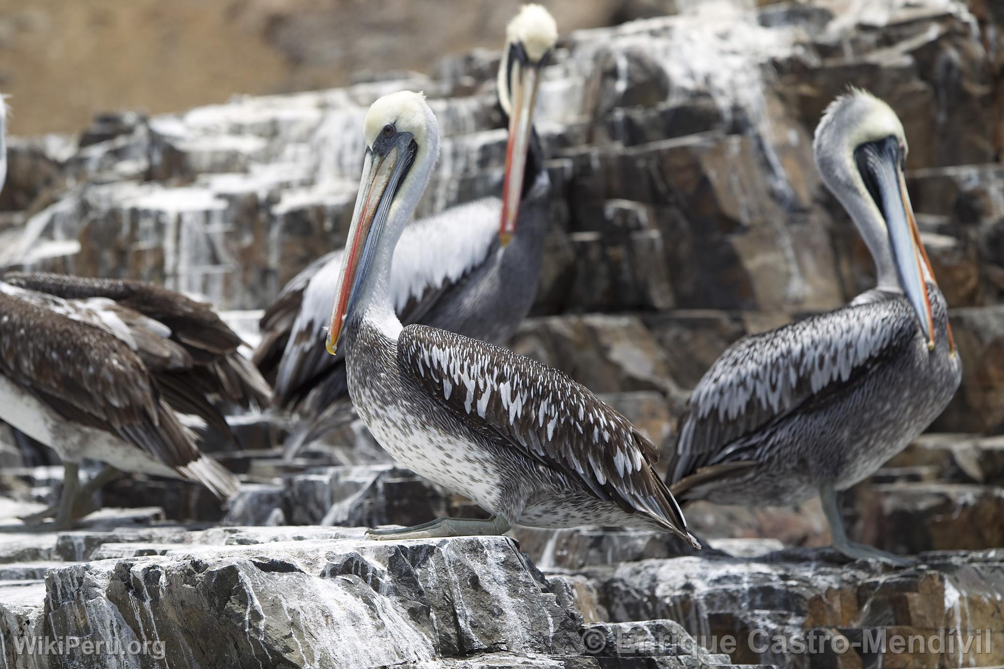 Pelicans on Asia Island