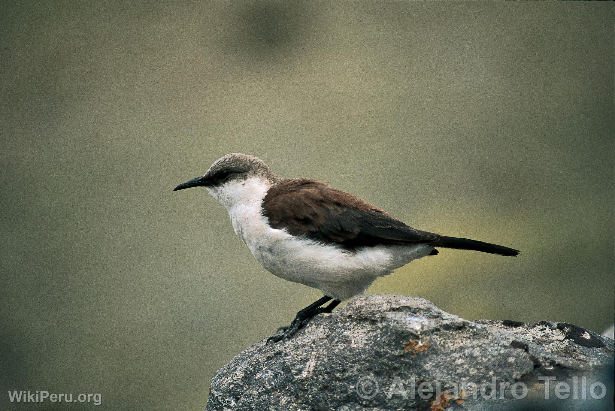 White-bellied Dipper