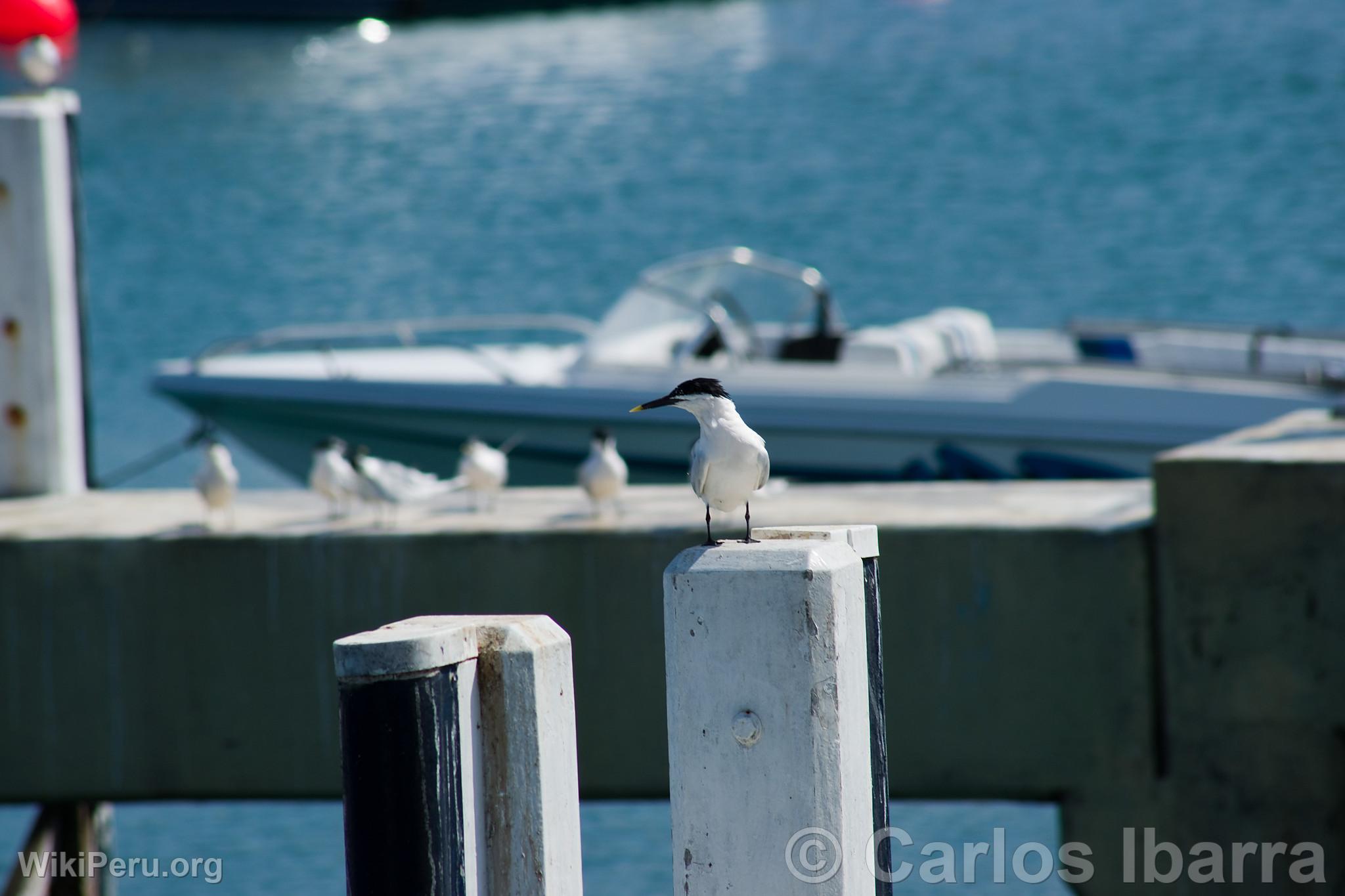 Sandwich Tern in Callao