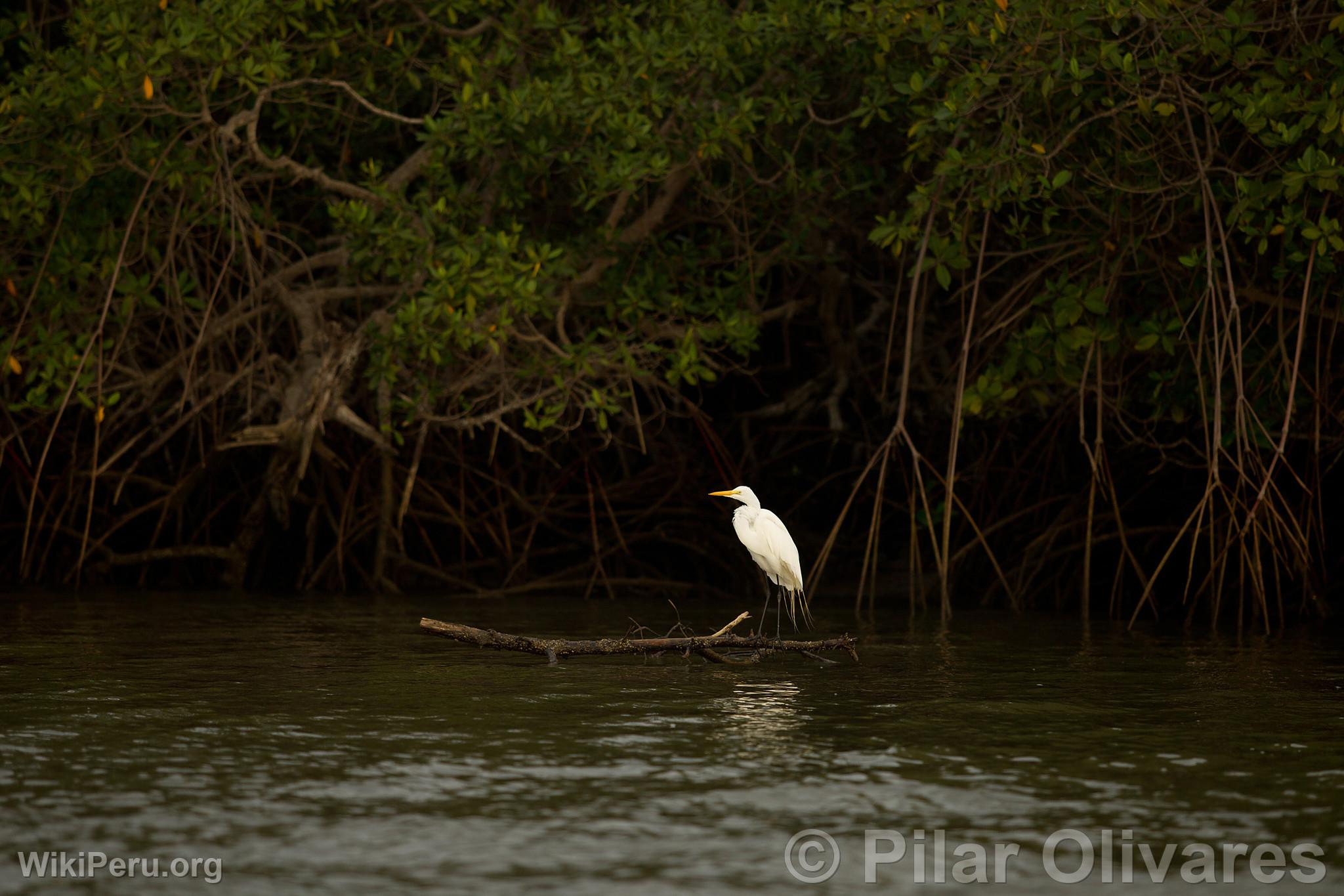 Great Egret in the Tumbes Mangroves