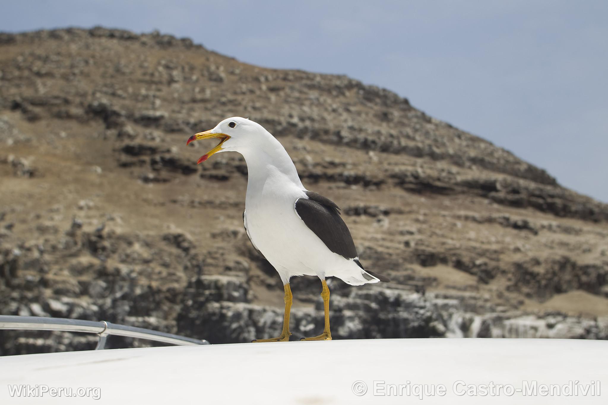 Seagull in Pucusana