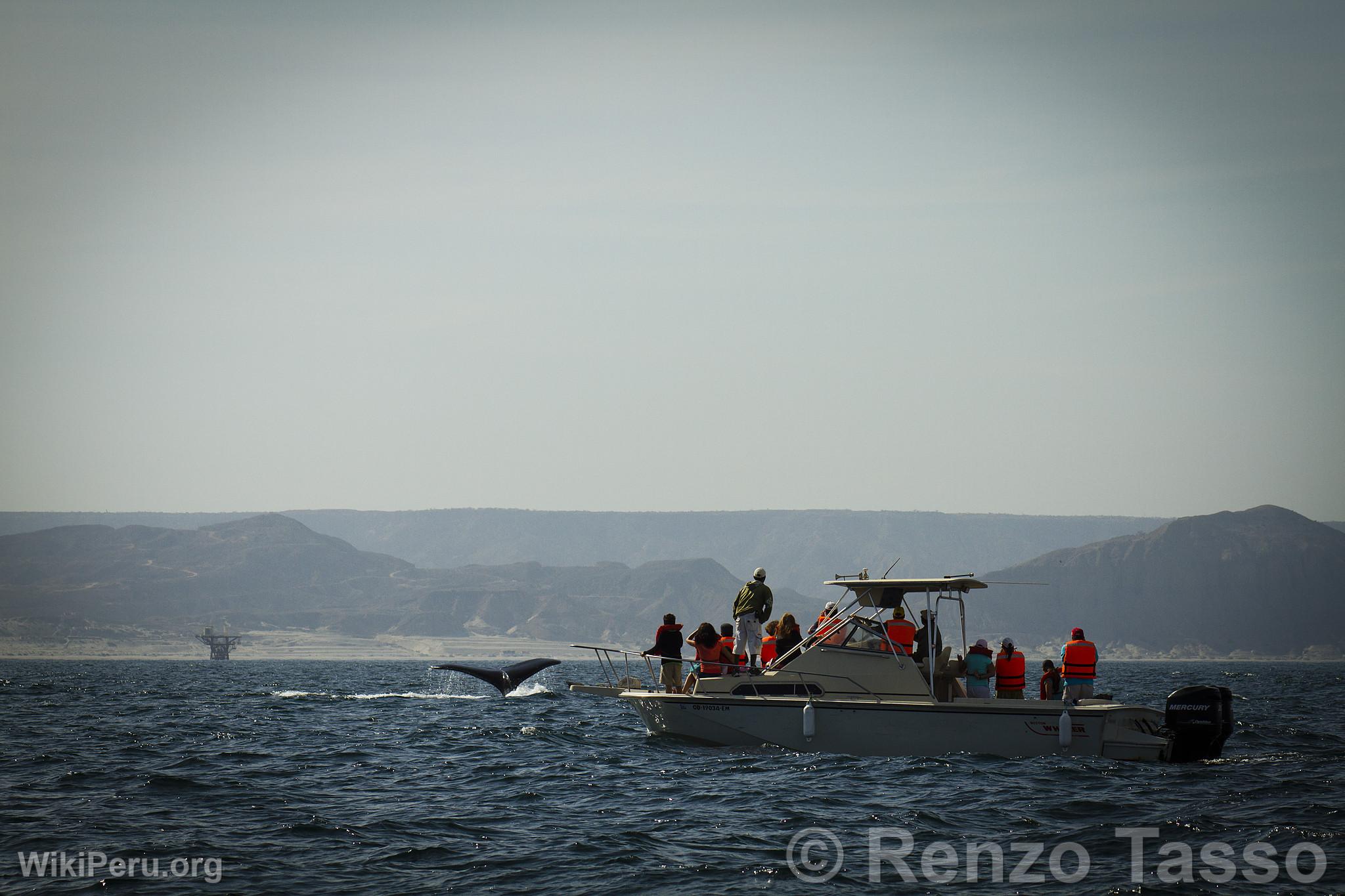 Whale Watching