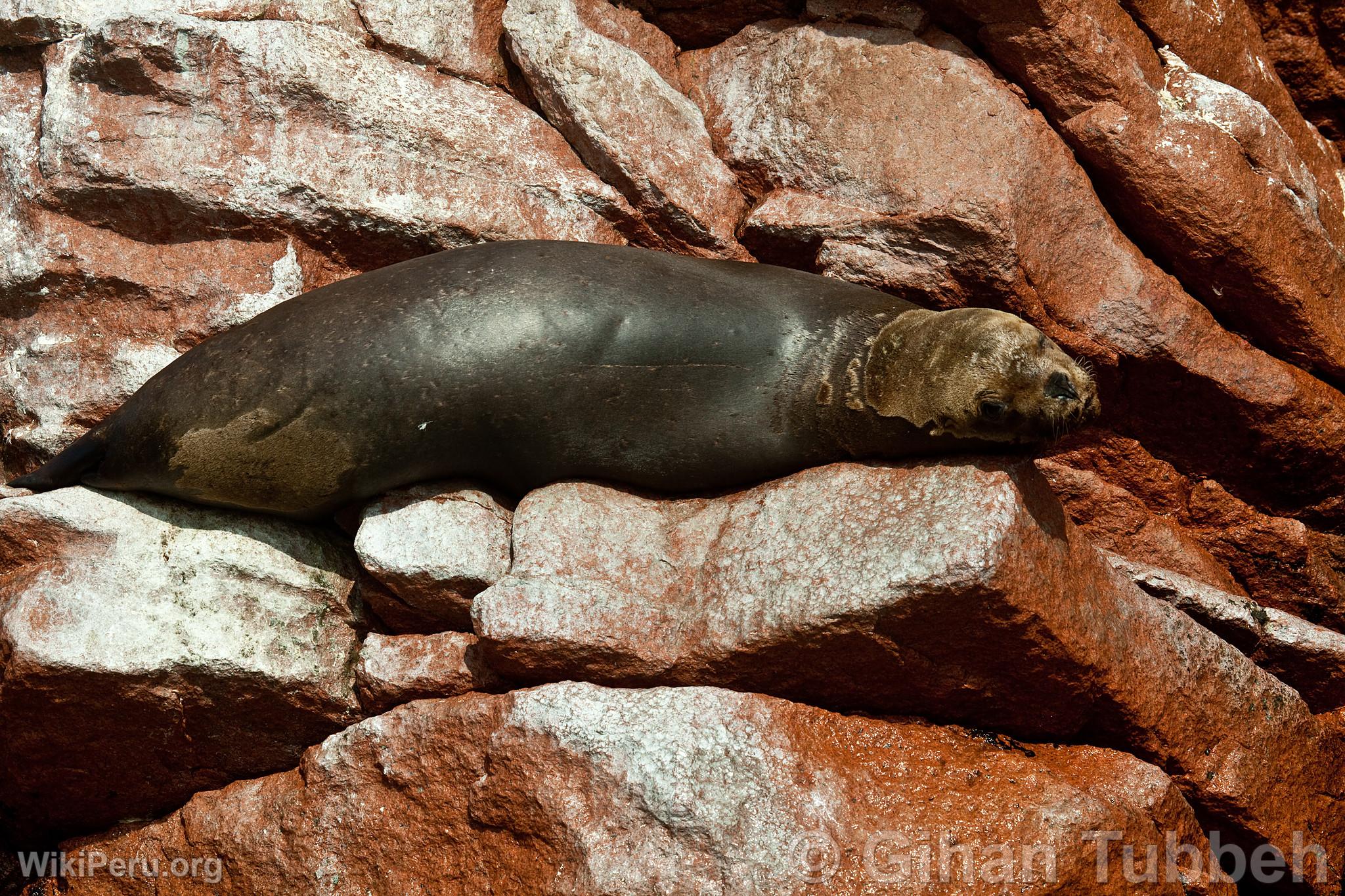 Sea Lion