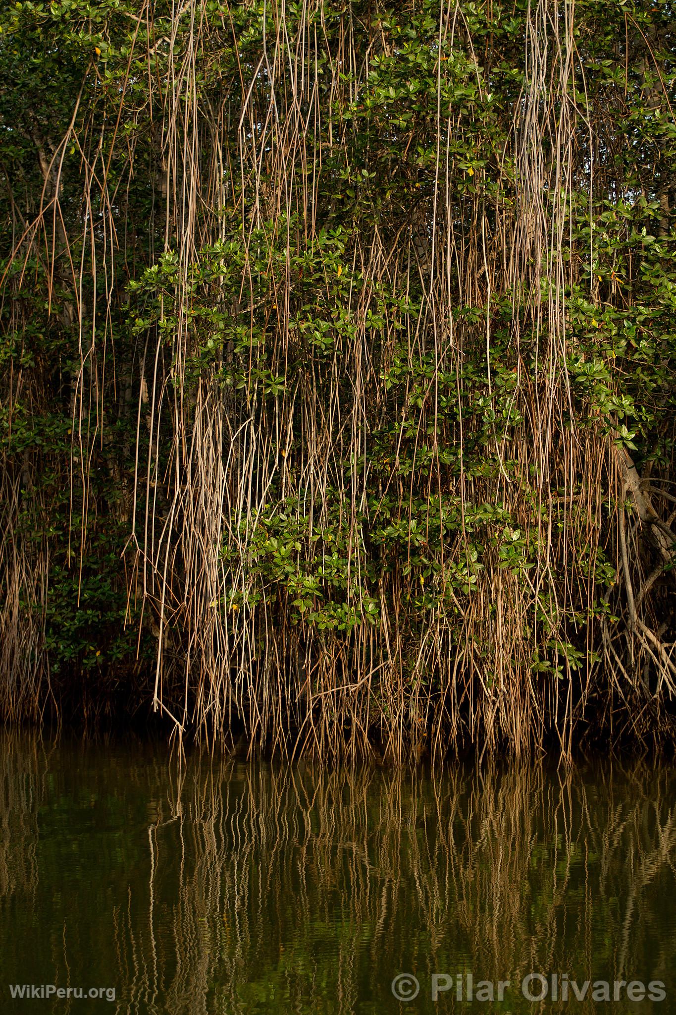 Tumbes Mangroves