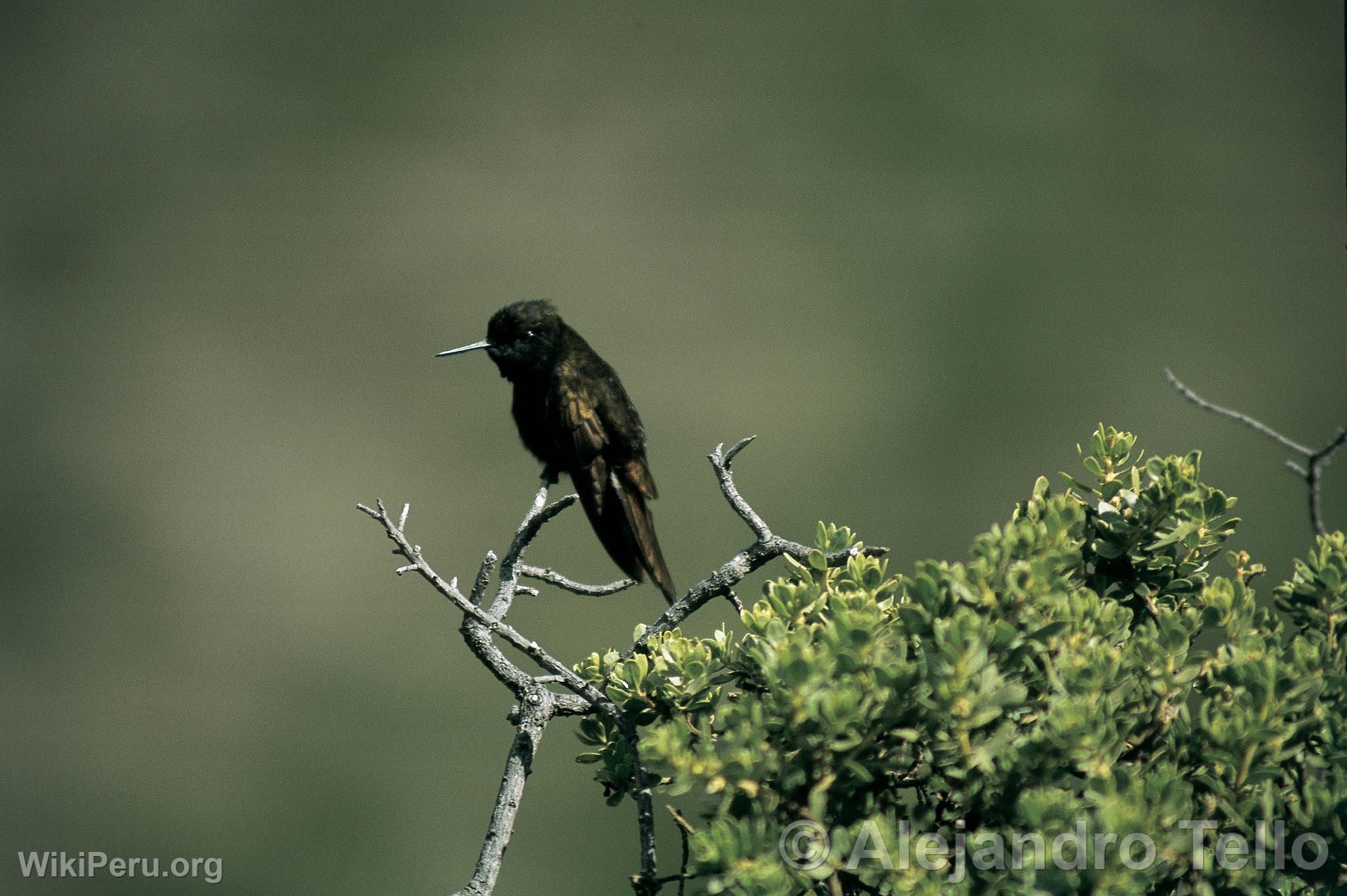 Black Hummingbird