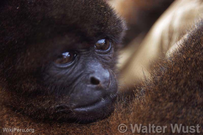 Woolly Monkey