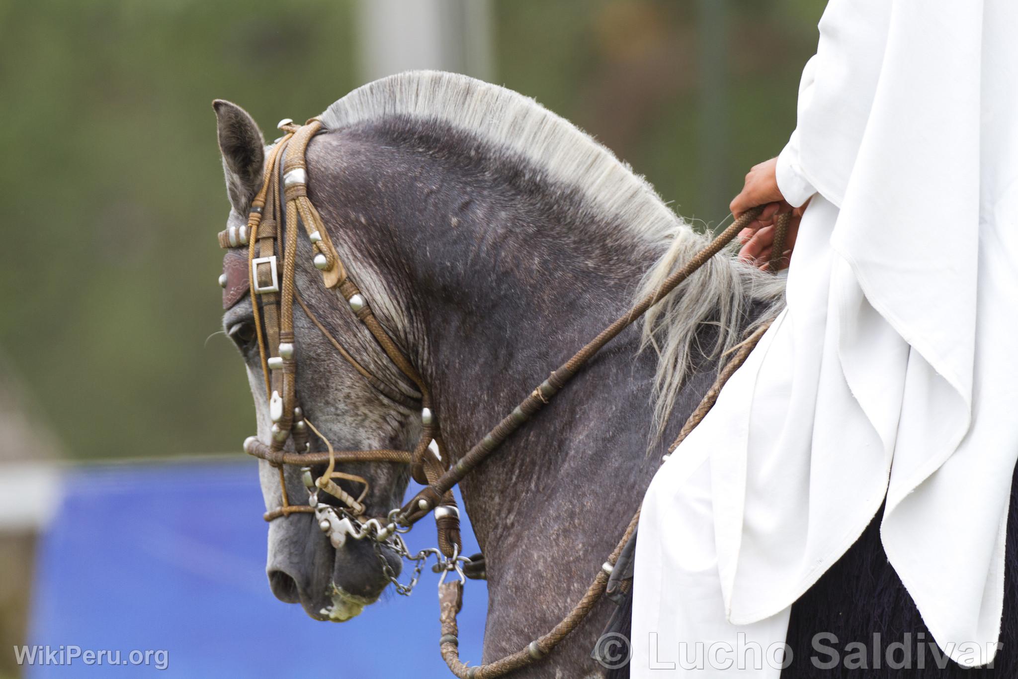 Peruvian Paso Horses