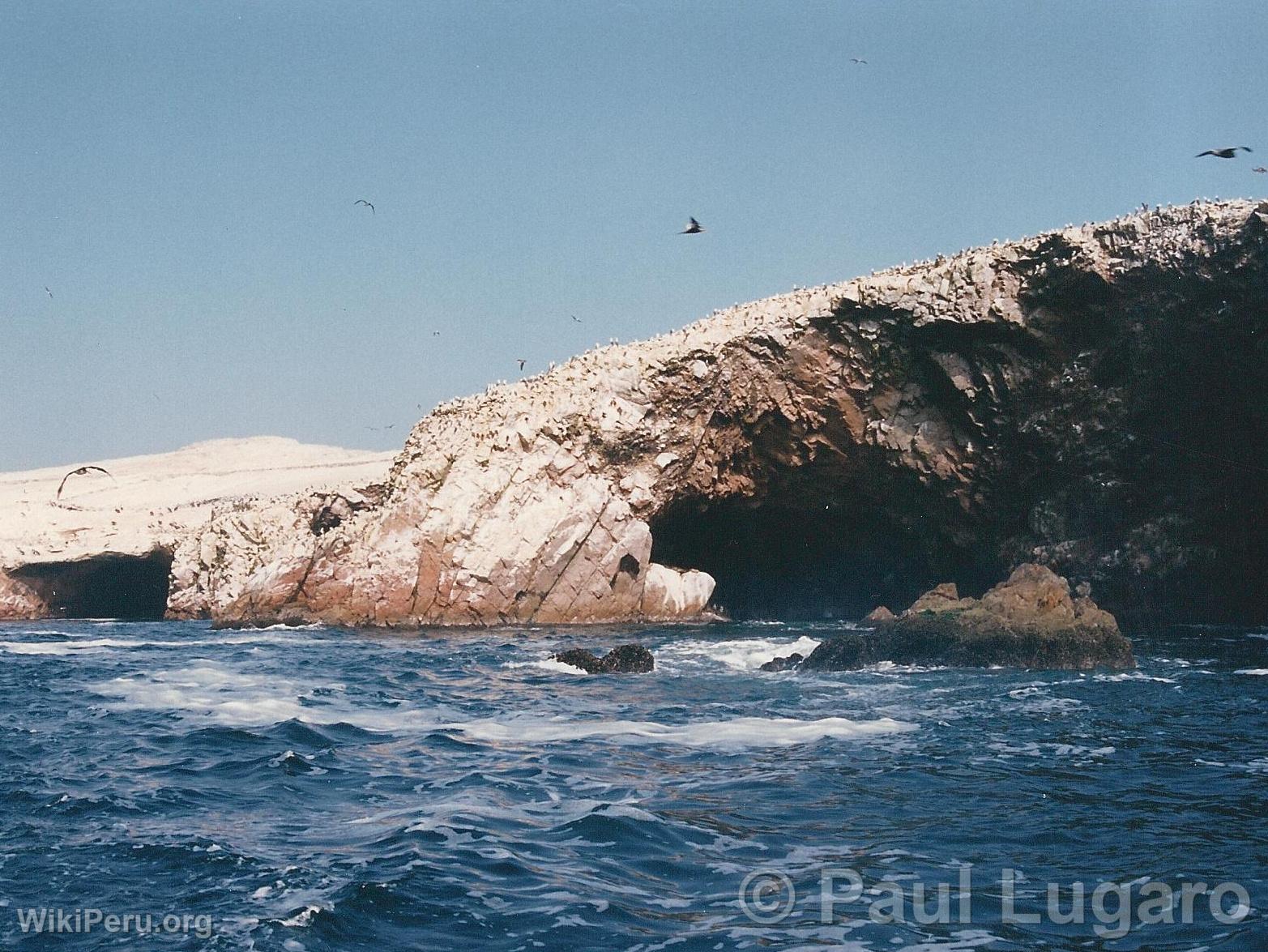 Ballestas Islands, Paracas