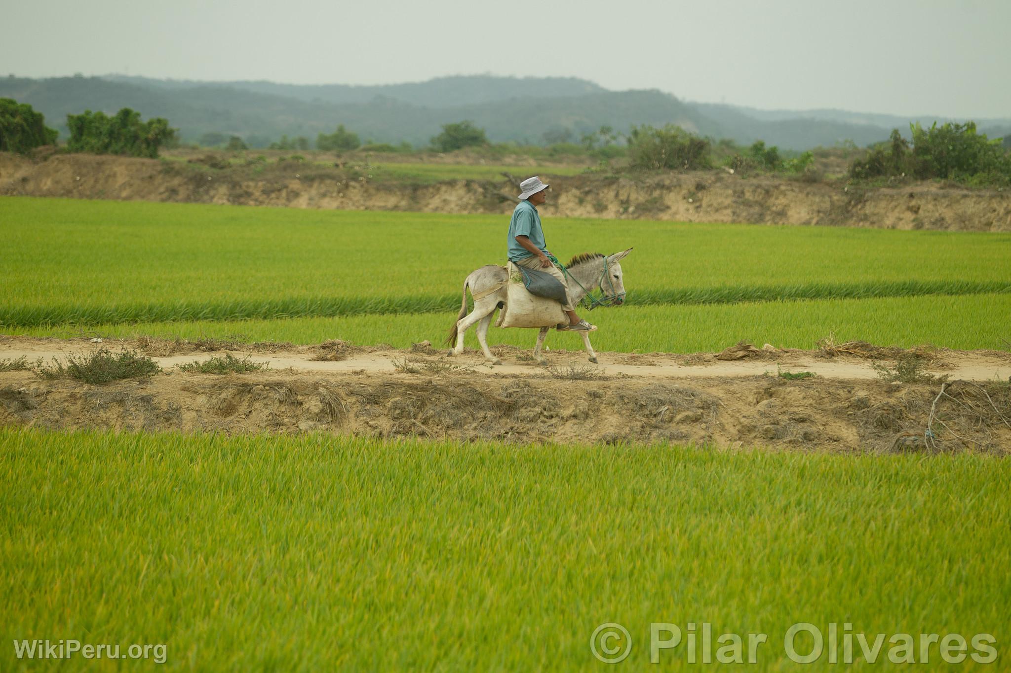 Tumbes Landscape