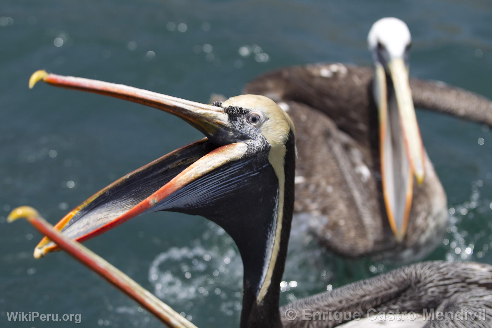 Pelicans at Pucusana