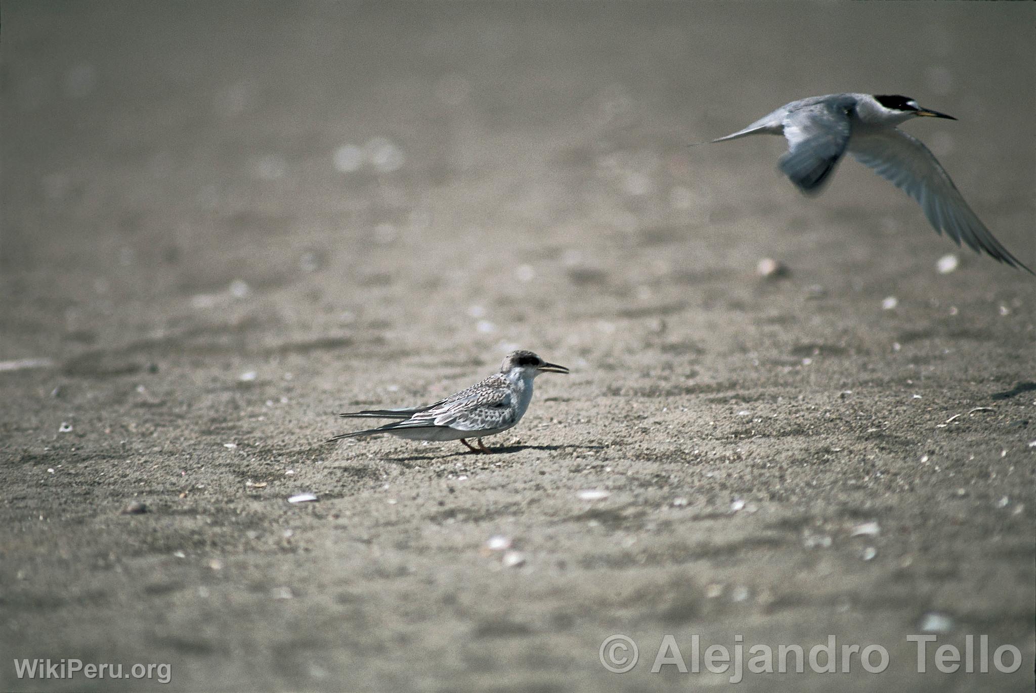 Peruvian Terns, Paracas