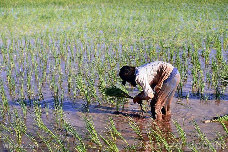 Culture of rice