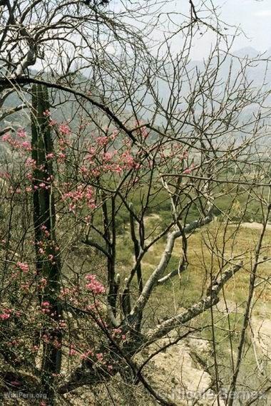 Guayacn Tree, Valley of La Leche