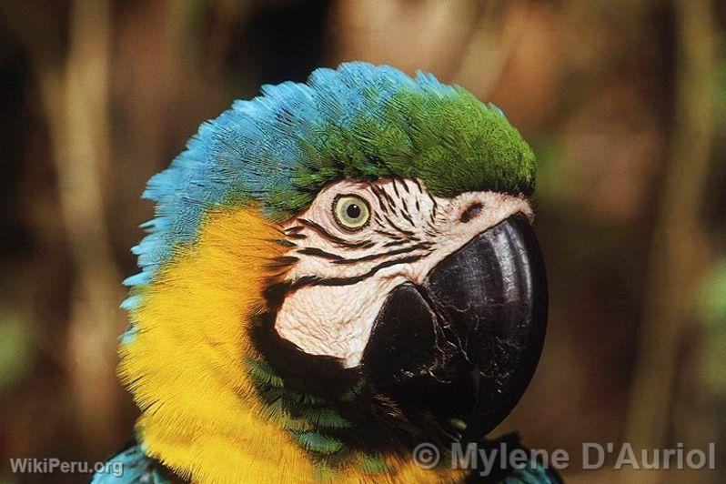 Macaw