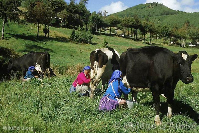 Porcn Farm, Cajamarca