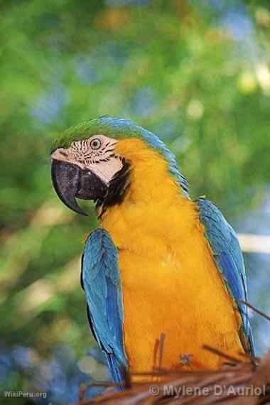 Macaw