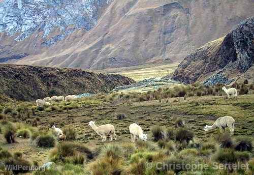 White Cordillera