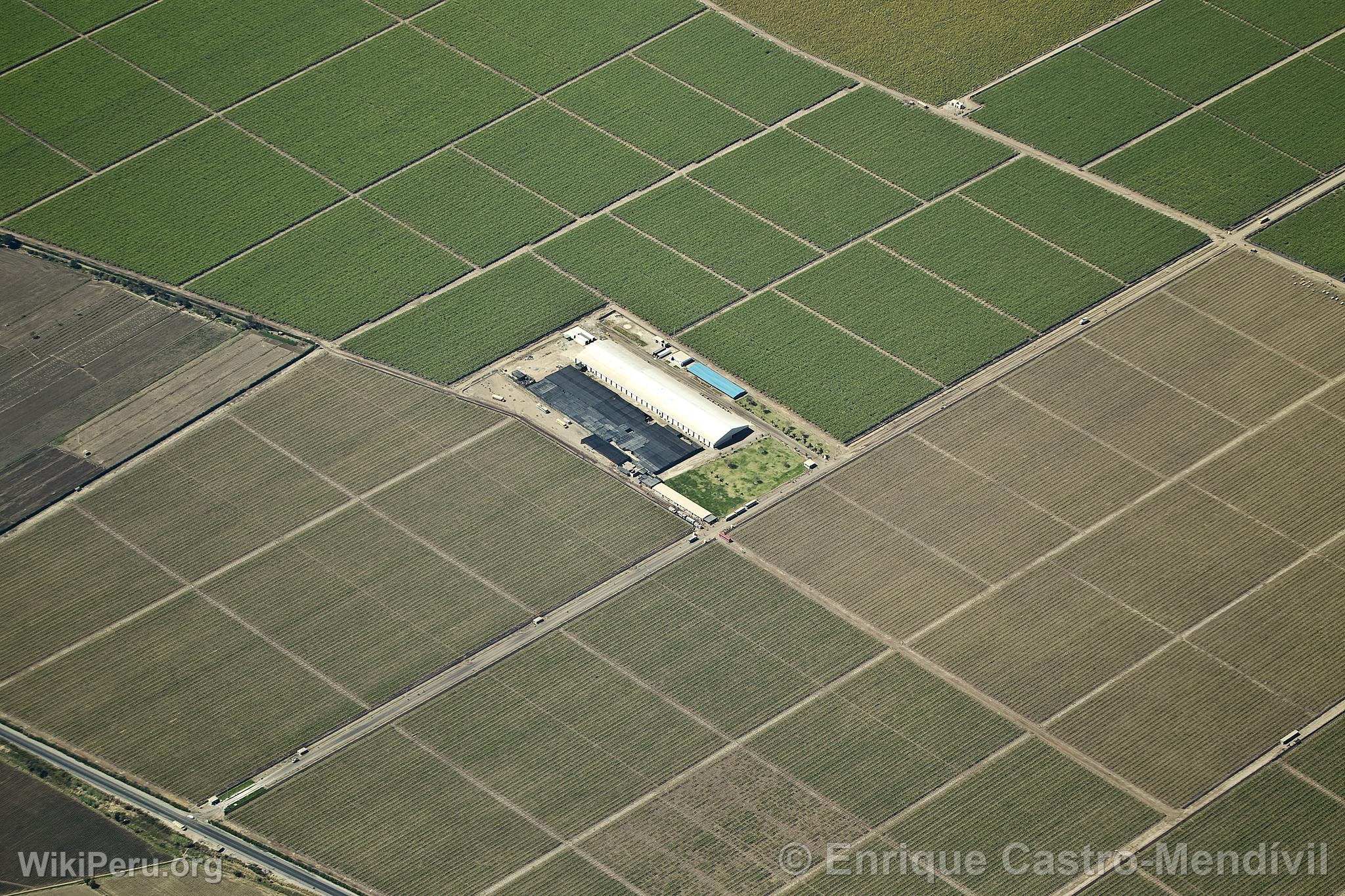 Cultivated Fields in Nasca, Nazca