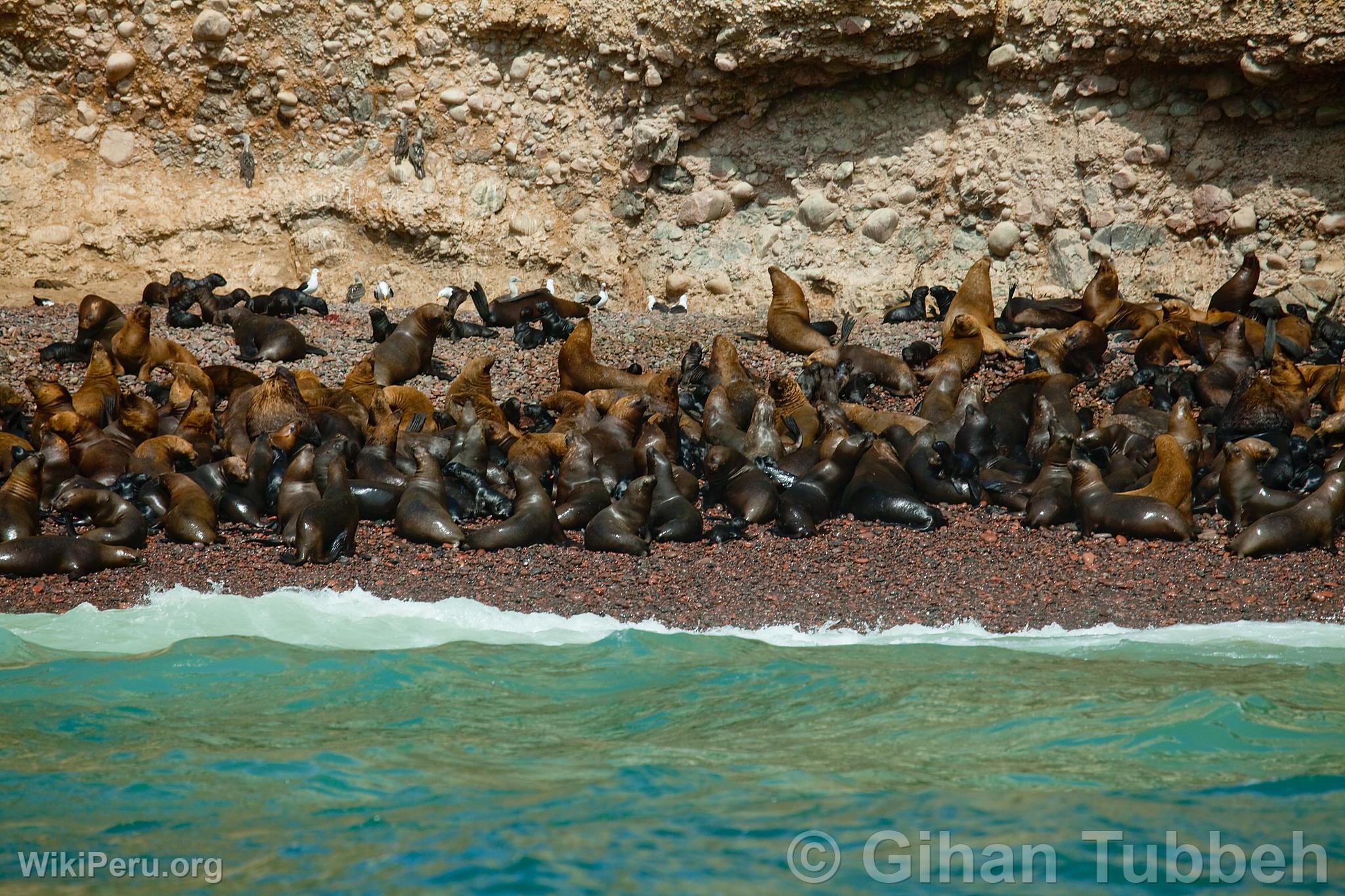 Sea Lions