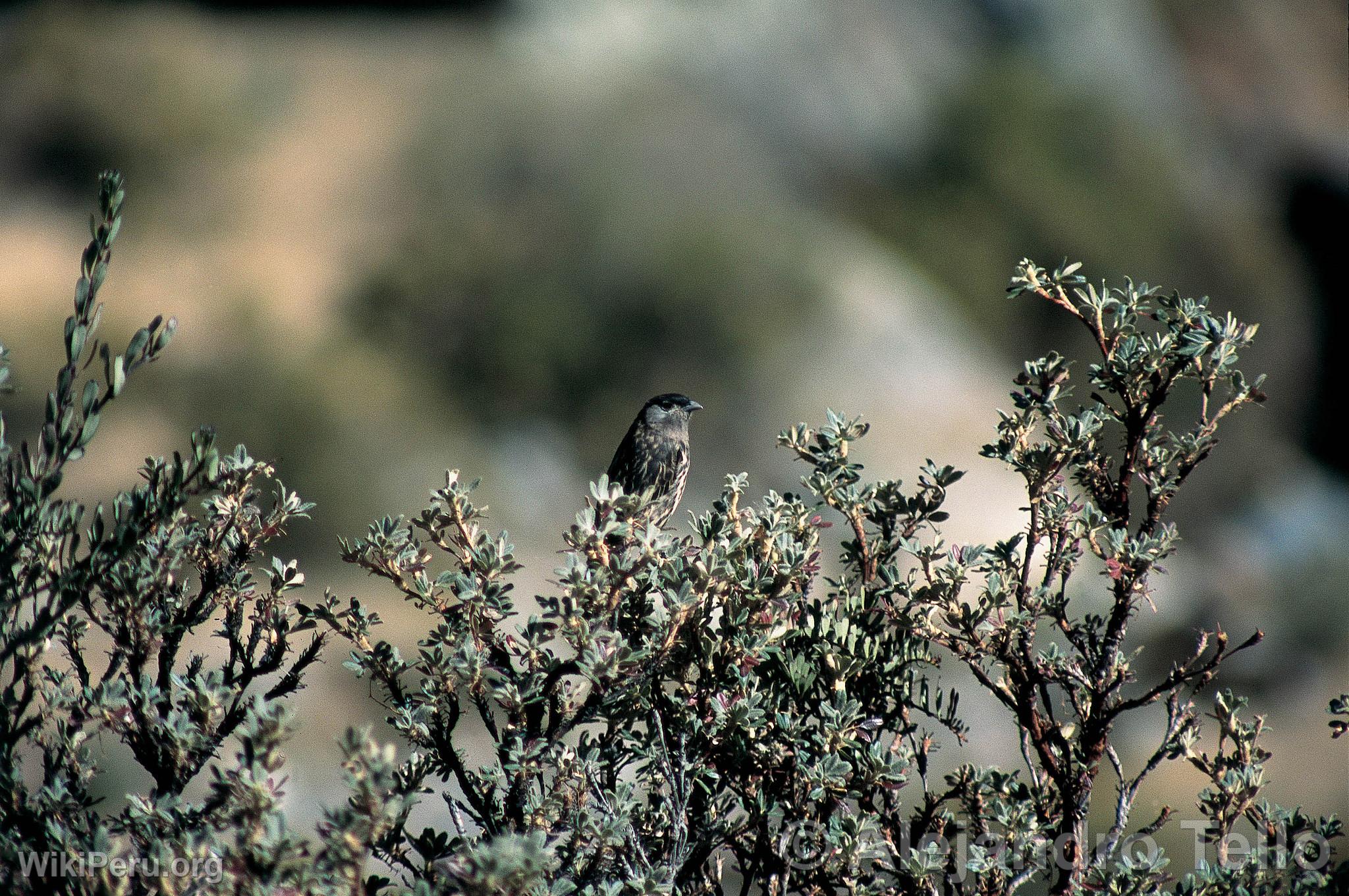 White-cheeked Cotinga