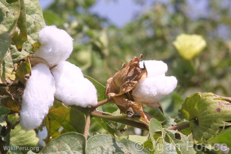 Cotton plantations, Chincha